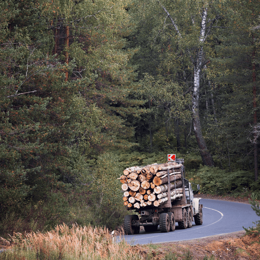 Truck transporting logs on the road in the forest.