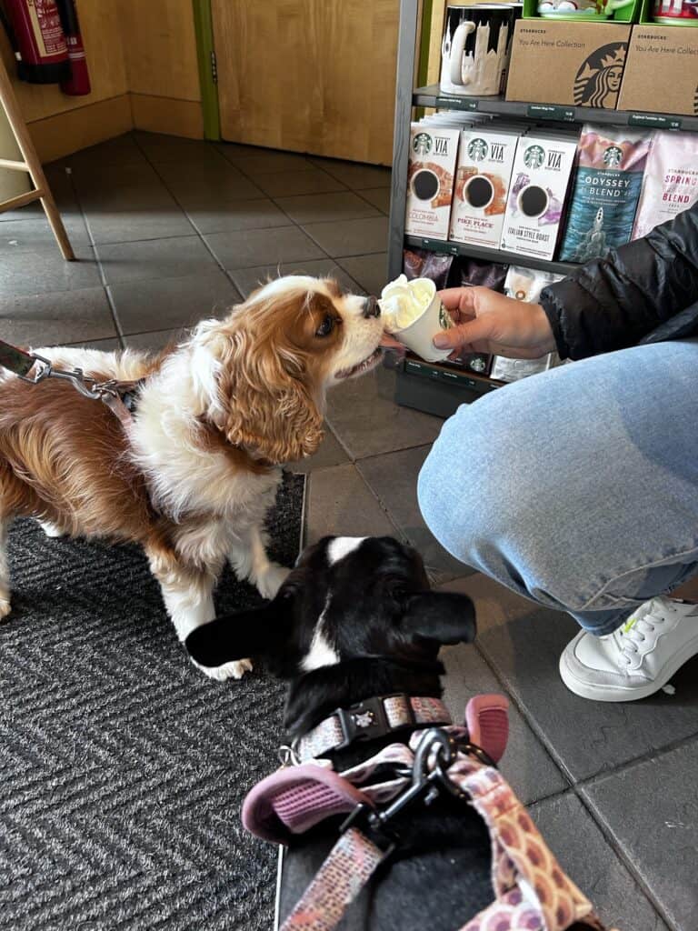 Two dogs having a puppuccino at Starbucks in London.