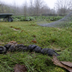crotte de sanglier sur herbe humide