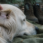 tiques blanches chien derrière oreille