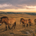 chevaux sauvages france sur le Causse Méjean au crépuscule