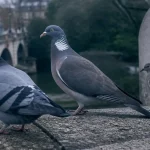 Pigeon information : biset ramier colombin sur une corniche en pierre