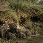 ragondin reproduction famille sortant terrier marais