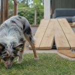 Australian shepherd corgi, chiot à courtes pattes renifle l’herbe dans un jardin
