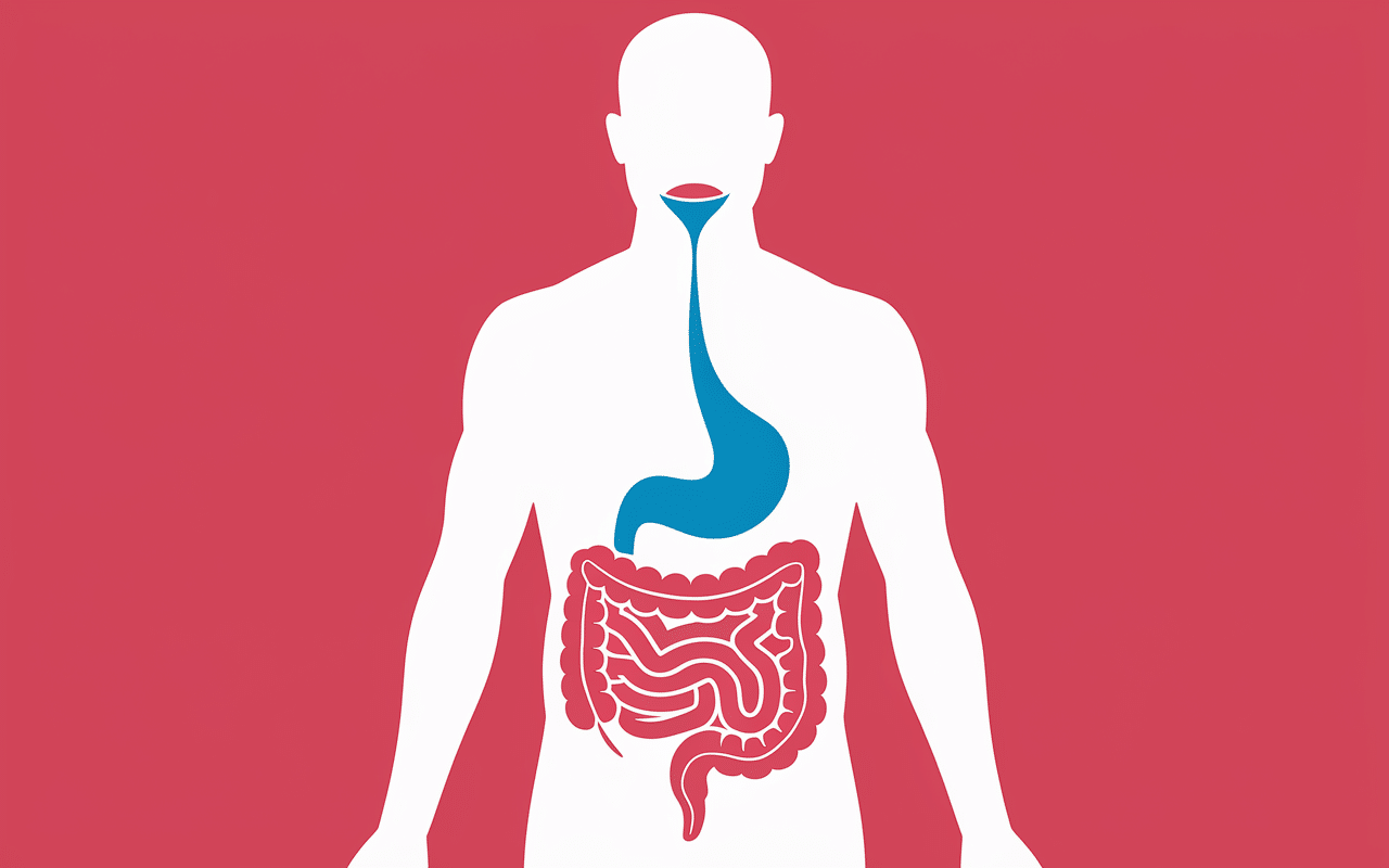 schema trajet physiologique temps de digestion de l eau