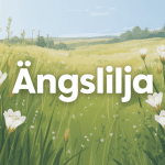 illustration vectorielle ängslilja prairie nordique