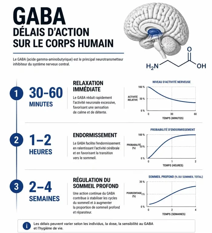 Infographie des délais d'action du GABA pour la relaxation et le sommeil