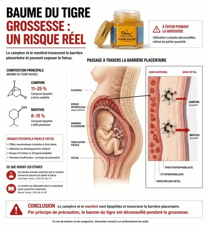 Infographie expliquant les risques du baume du tigre pour femme enceinte et les dangers du camphre et du menthol pour le fœtus.