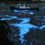Toyama bay firefly squid glowing