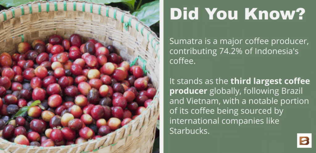 Fun Fact: Sumatra is a major coffee producer, contributing 74.2% of Indonesia's coffee.    It stands as the third largest coffee producer globally, following Brazil and Vietnam, with a notable portion of its coffee being sourced by international companies like Starbucks.