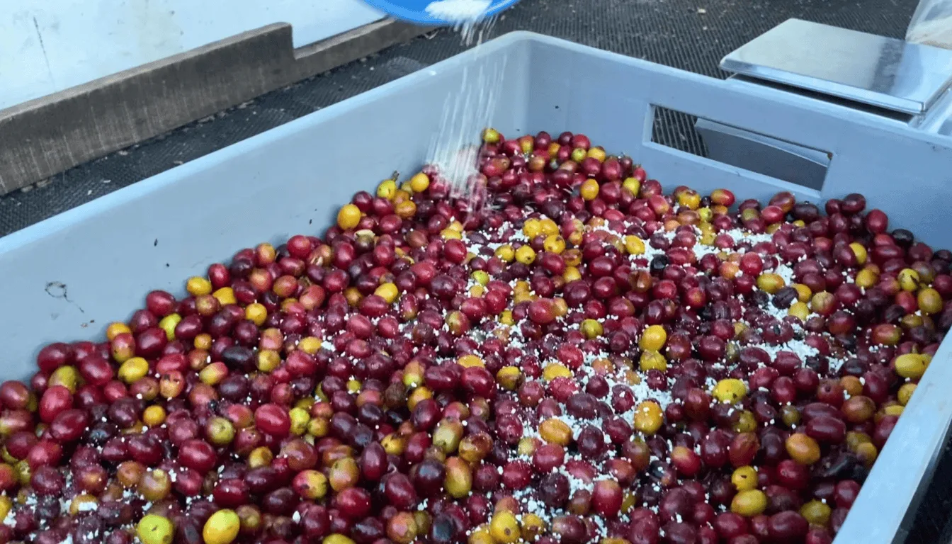 koji fermentation coffee