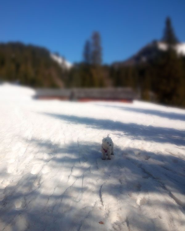 Almen und Almhütten bei Bergwanderung mit Hund zum Gamskogel in Bad Ischl