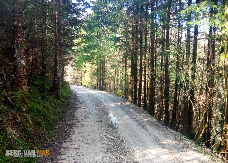 Waldweg vom Schwarzensee bei St. Wolfgang am Wolfgangsee zum Sommeraustein