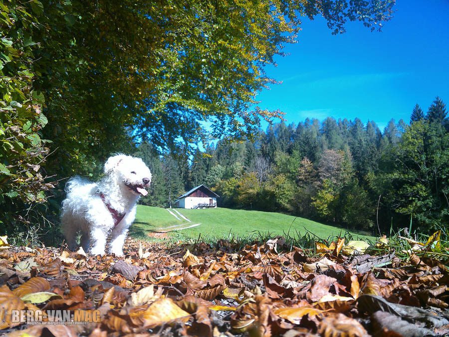 Das Konditionstraining als wichtige Vorbereitung für Österreichs Berge mit Hund