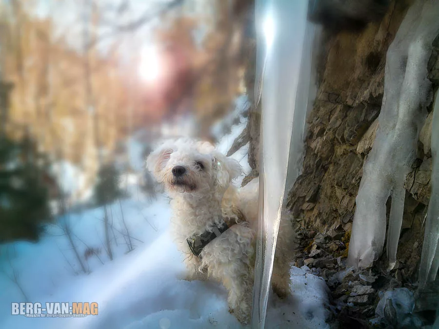Schnee als Durstlöscher für Hunde gesund