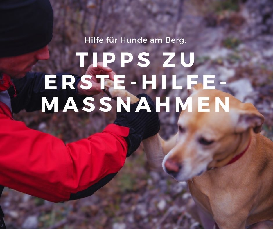 Du betrachtest gerade Hilfe für Hunde am Berg: Wichtige Erste-Hilfe-Maßnahmen für pelzige Wanderbegleiter