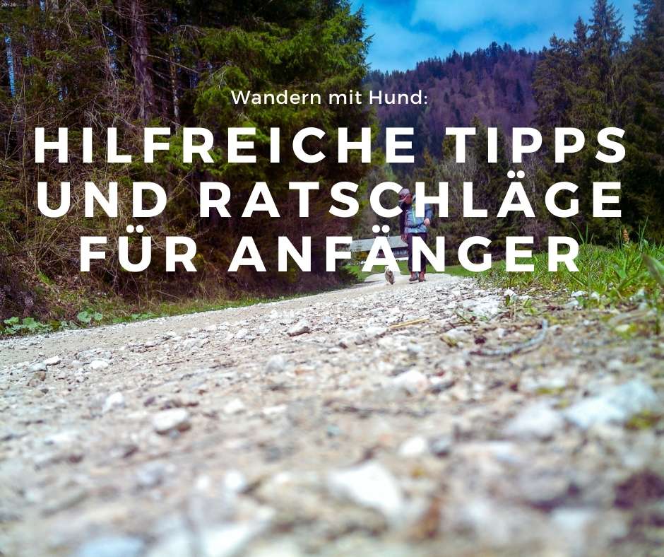 Du betrachtest gerade Wandern mit Hund in den Bergen für Anfänger, oder: Infos für die ersten gemeinsamen Schritte zum Gipfel