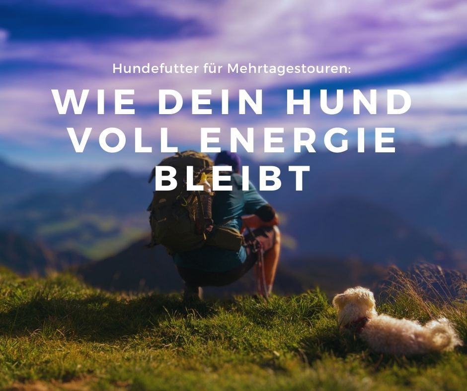 Mehr über den Artikel erfahren Alles, was du über Hundefutter für Mehrtagestouren wissen musst
