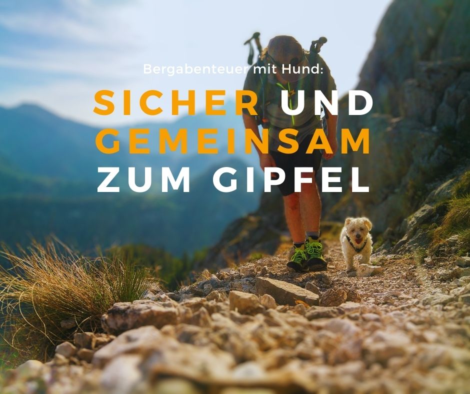 Du betrachtest gerade Österreichs Berge mit Hund: Wie ihr sicher gemeinsam den Gipfel erreicht. Und wie nicht …