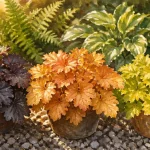 Les plus belles heuchères en pot : Obsidian, Caramel et Lime Marmalade pour zones d’ombre