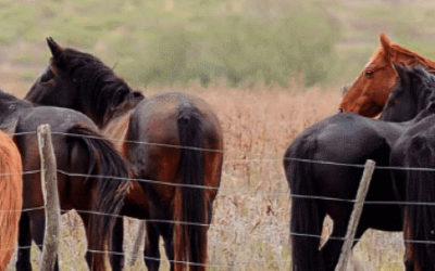 2024 – Yoga & Cheval – Du 20 au 23 juin