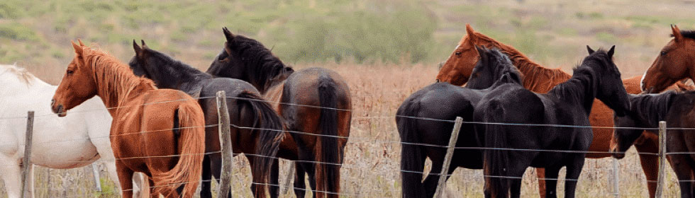 2024 – Yoga & Cheval – Du 20 au 23 juin