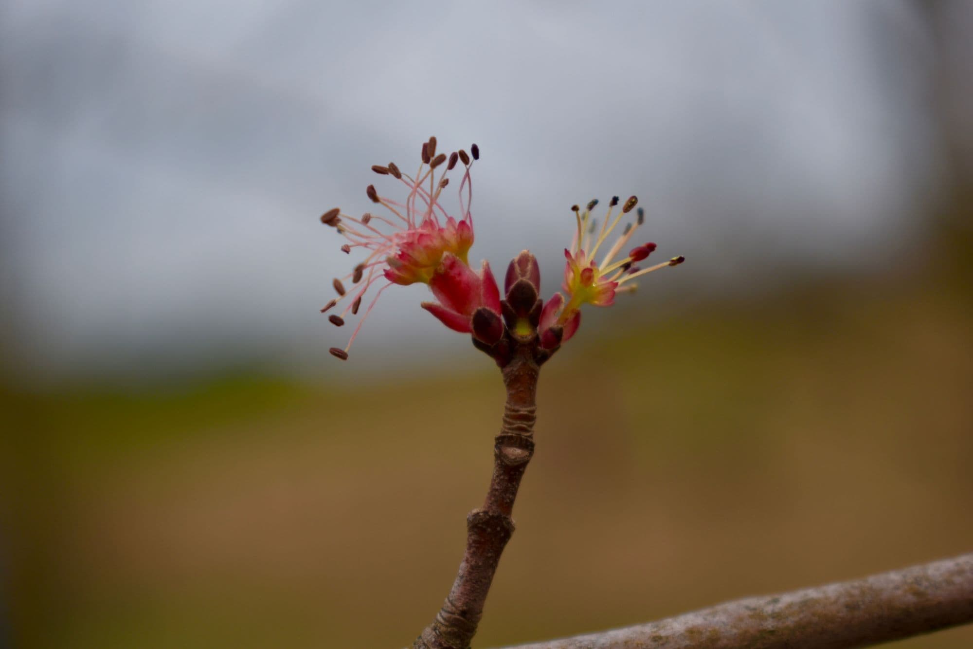 Native + Invasive Plants - Carmel Clay Parks & Recreation