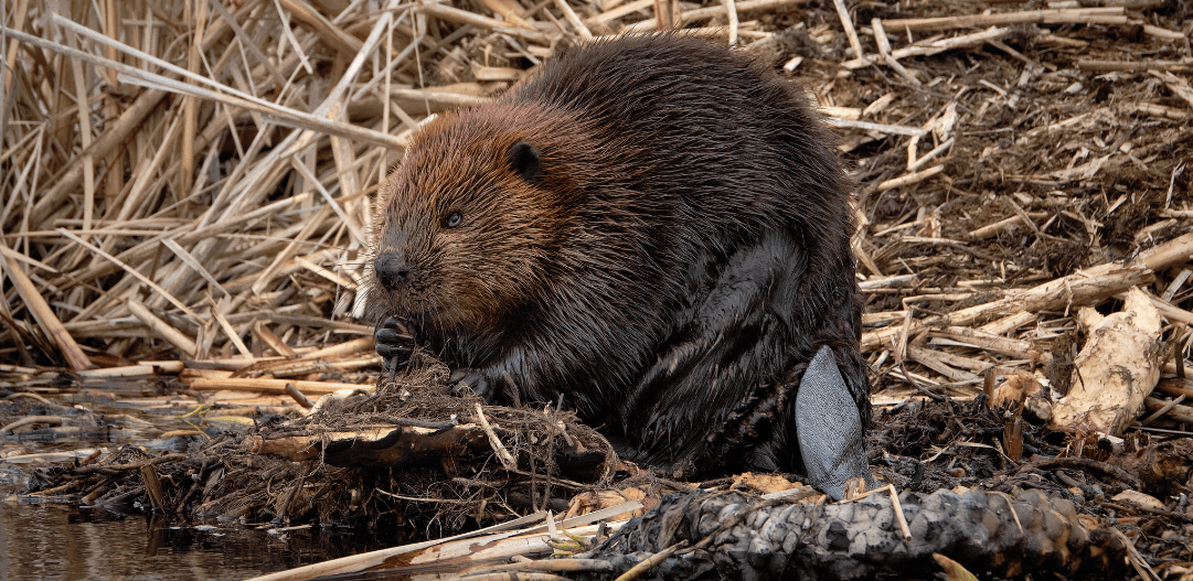 Critters in the Cold | Carmel Clay Parks & Recreation