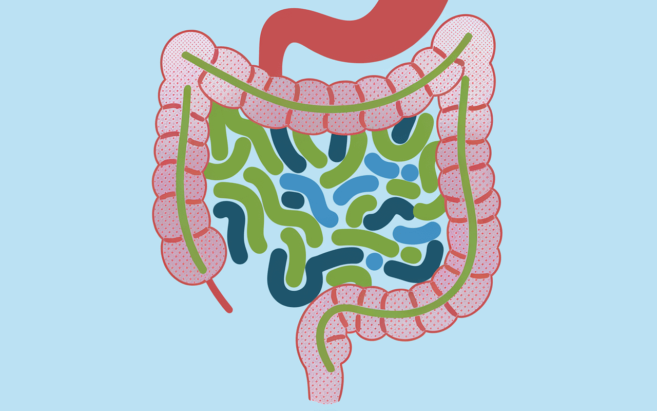 Écosystème intestinal Ergyphilus avec bactéries bénéfiques