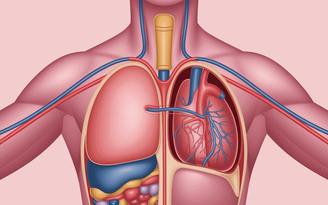 Anatomie PICC catheter veine bras-cœur