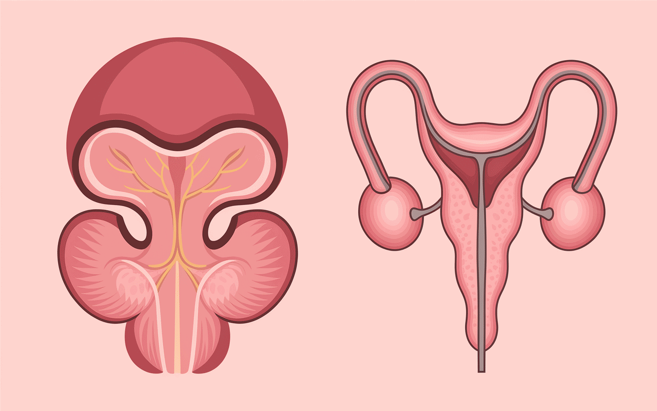 Schéma anatomique sonde urinaire femme