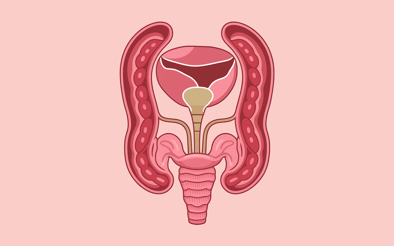 Anatomie sonde JJ et zones douleur