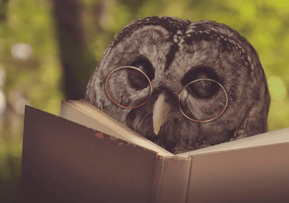 Choose wisely-wise owl