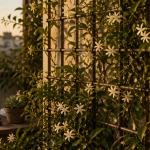 support plante grimpante acier bois terrasse