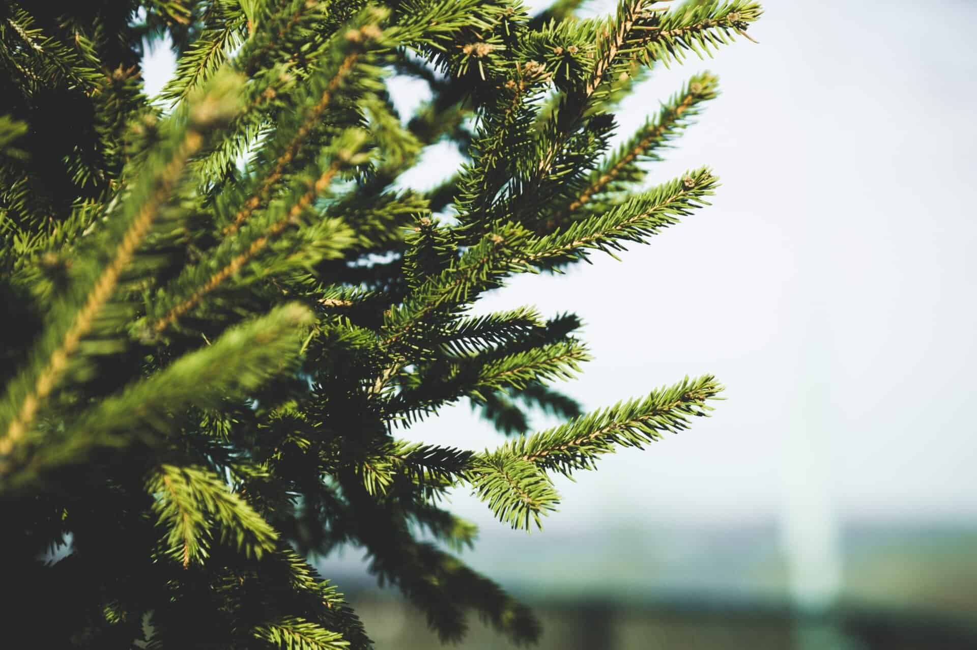 City to offer free Christmas tree mulching now through January 24
