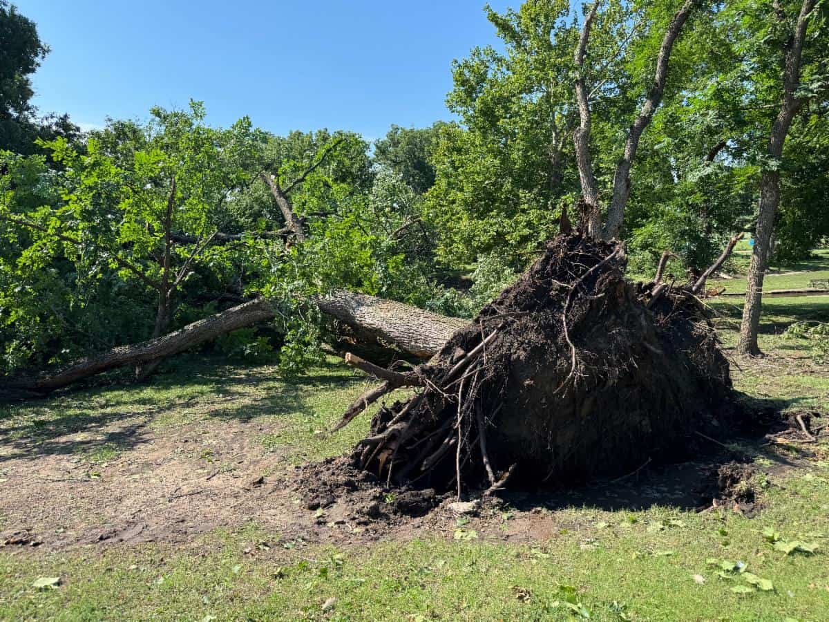 Storms damage hundreds of trees, some City facilities