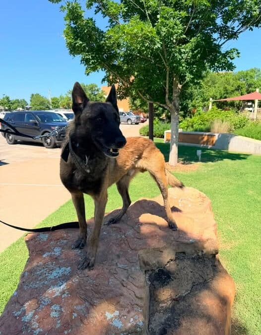 Your Questions: The cost of BPD’s K9 program