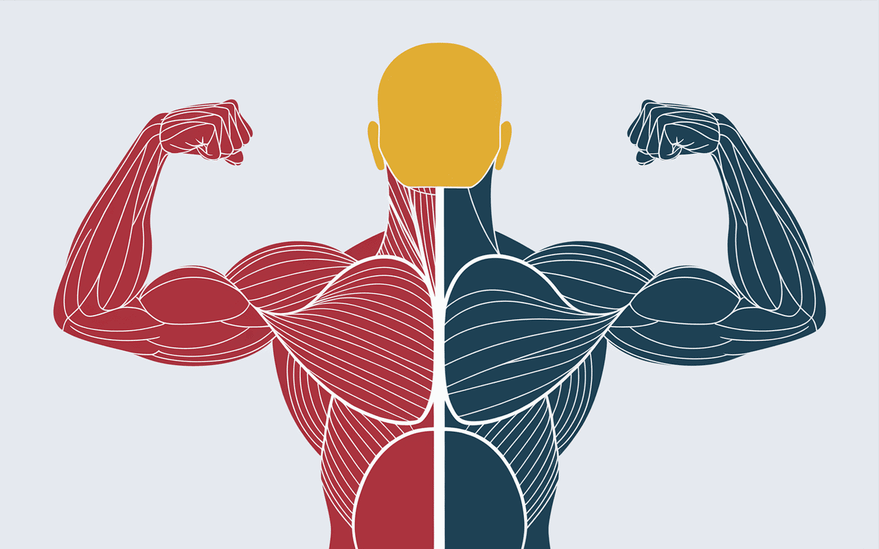 illustration anatomique muscles pull over muscu pectoraux dorsaux