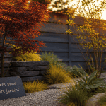 arbres pour petit jardin érable du Japon amélanchier