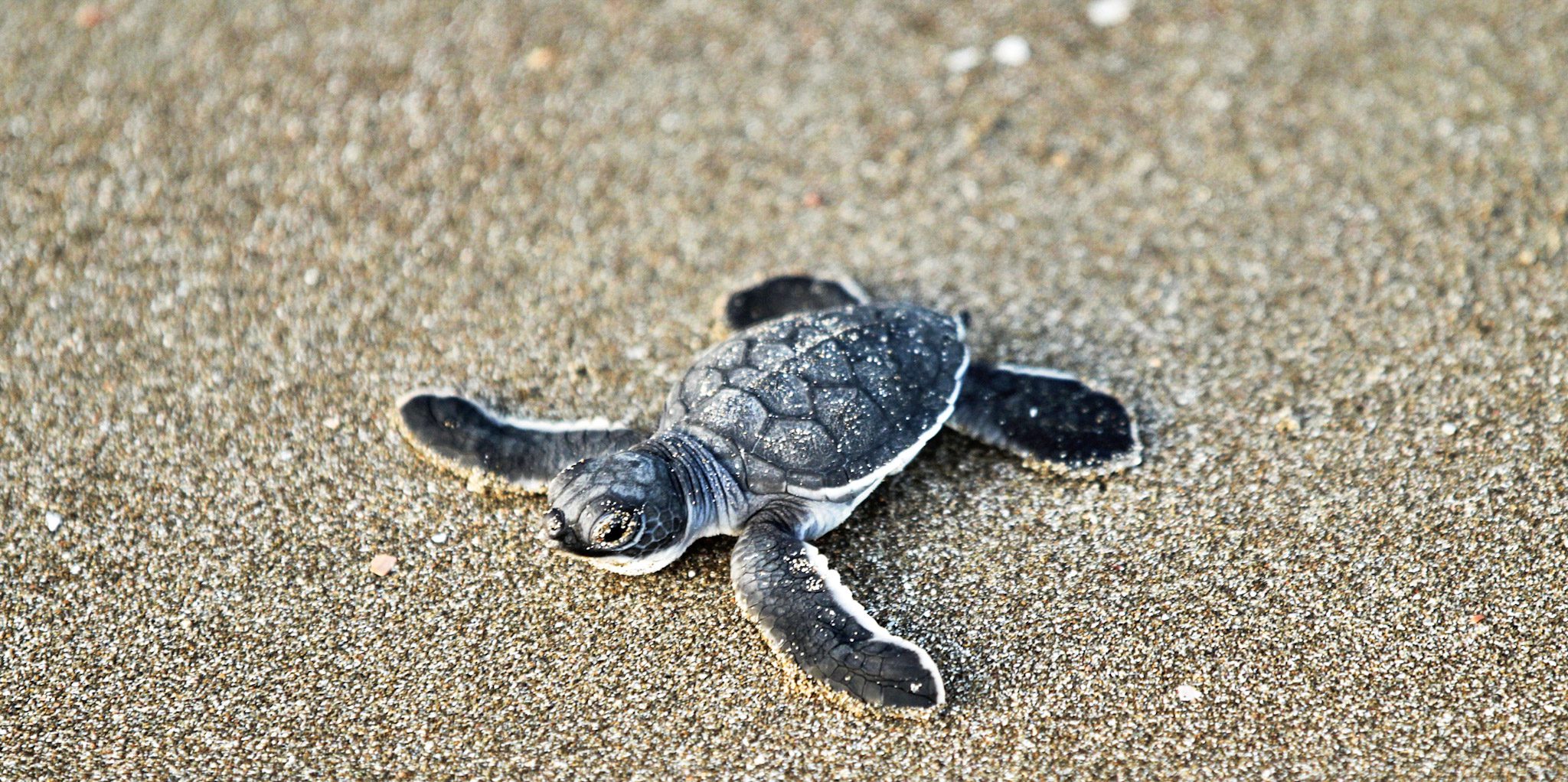 Green Sea turtle playa escameca