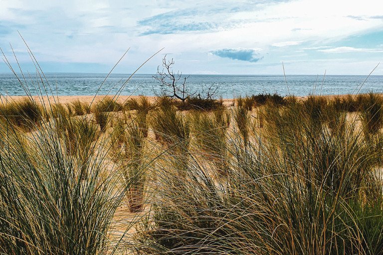 Schilf und Meerblick am Cap Ferret