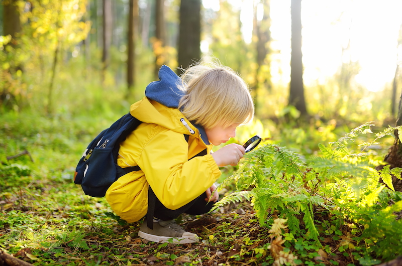 Junge Kinder im Wald untersuchen Pflanzen mit einer Lupe, um die Natur zu entdecken.
