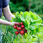 15 Fast-Growing Plants That Will Instantly Boost Your Gardening Confidence