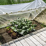 7 Hidden Microclimates That Explain Why One Side of Your Yard Grows Better