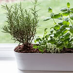 The 5 Best Herbs To Grow First If You’re New To Gardening
