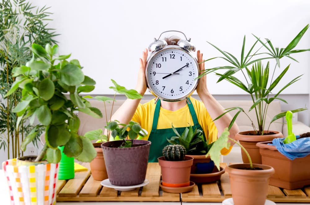 Alarm clock being held by a lady's hands above several potted plants.