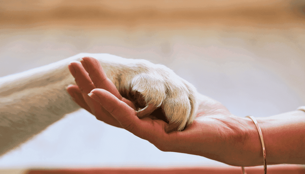Do Dogs Have Souls? Exploring The Evidence And My Personal Insights ...