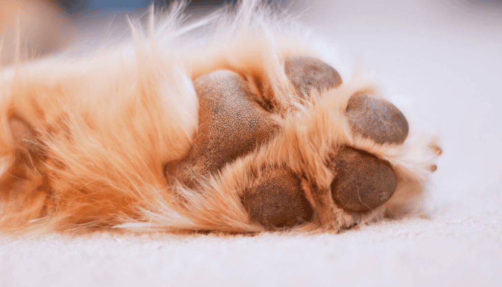 Winter Paw Care: Protect Dogs with Balms and Boots