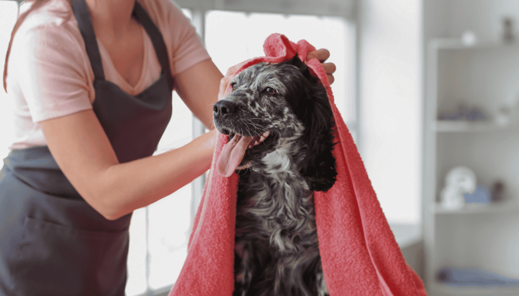 How Much Should You Tip Your Dog Groomer? Tipping Guide & Etiquette