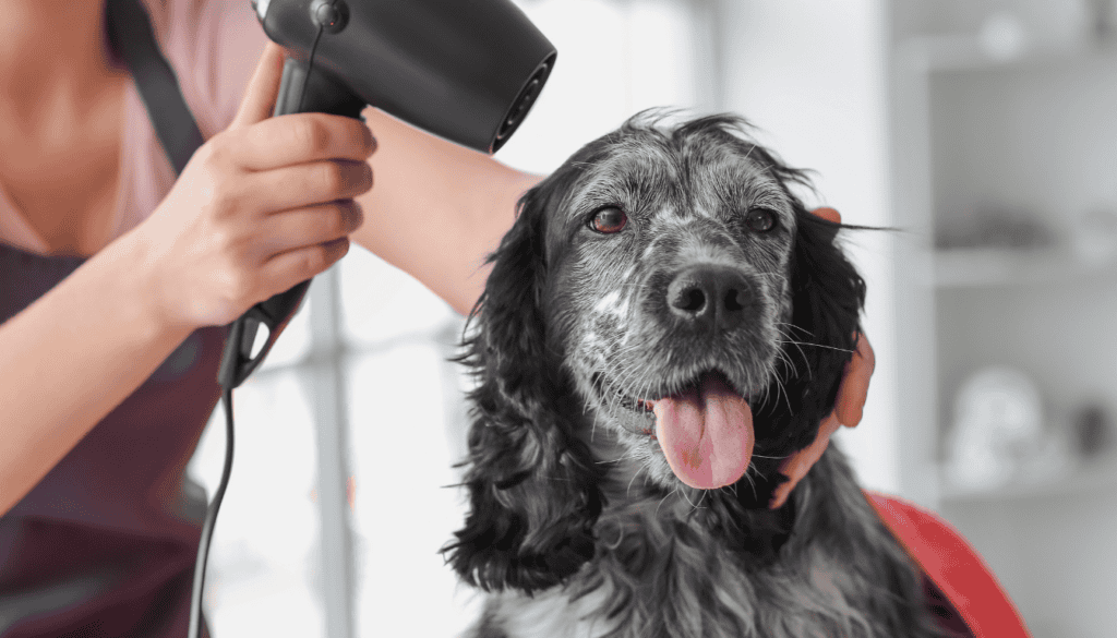 How Much to Tip a Mobile Dog Groomer: Essential Etiquette Tips